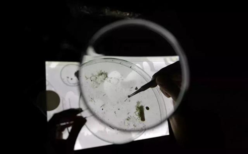 科學家確認人體已被微塑料污染，污染源不僅是海洋